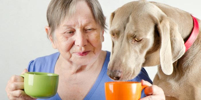 Is It Okay for the Elderly to Own Pets